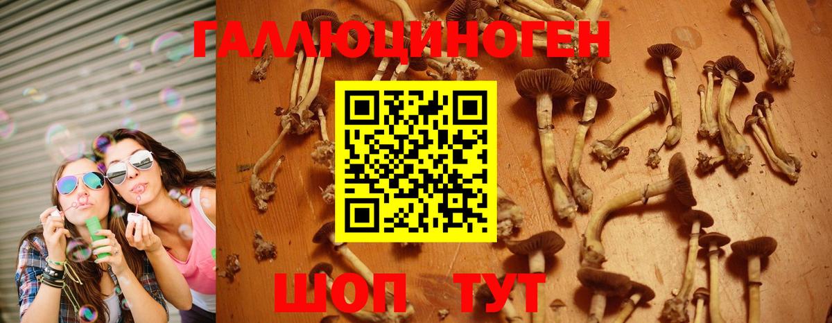 Псилоцибиновые грибы Psilocybine cubensis Татарск