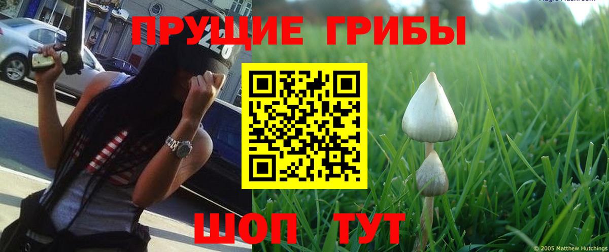 Псилоцибиновые грибы Cubensis  Галлюциногенные грибы прущие грибы  Вход с VPN  Татарск 